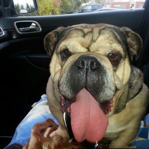 Meet your Posher, Doug